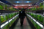 Cold Fish Cold Fish