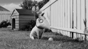 Frankenweenie Frankenweenie